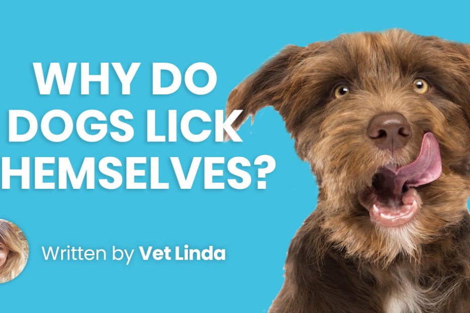 Why Do Dogs Lick Themselves When You Pet Them? Exploring Canine Behavior