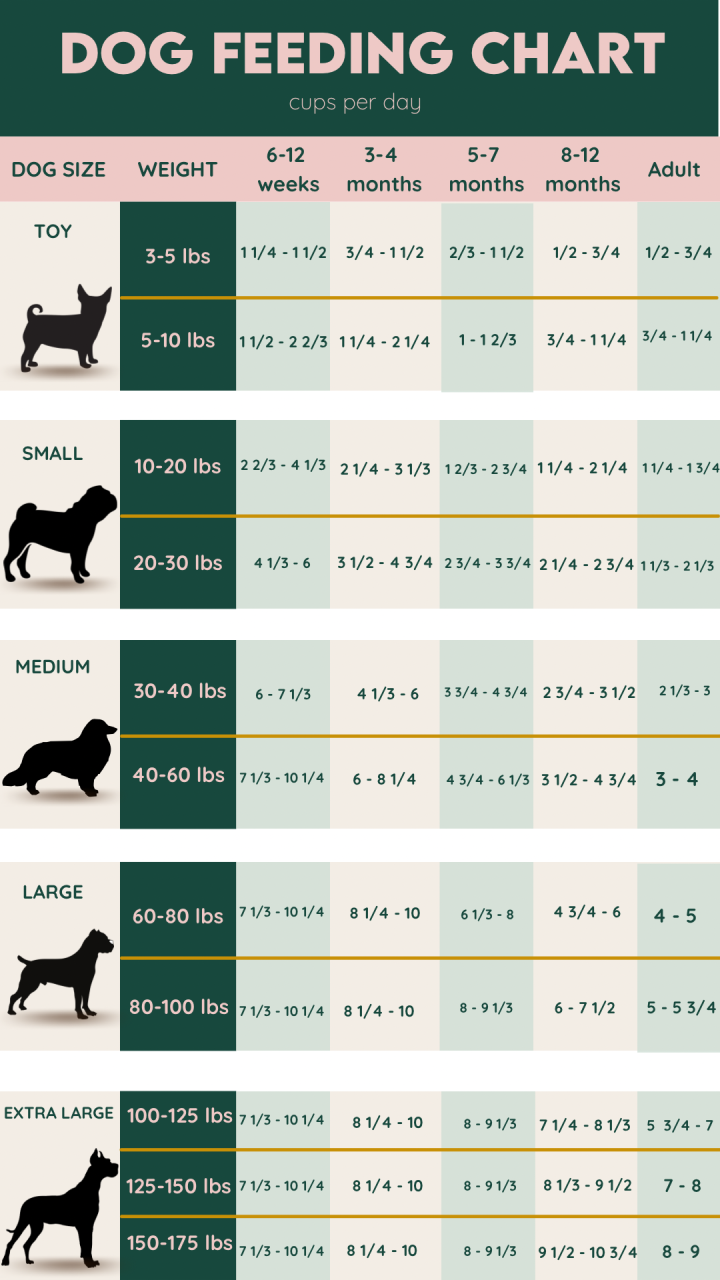 Dog Feeding 101: How Much Should I Feed My Dog? | Dogsnob
