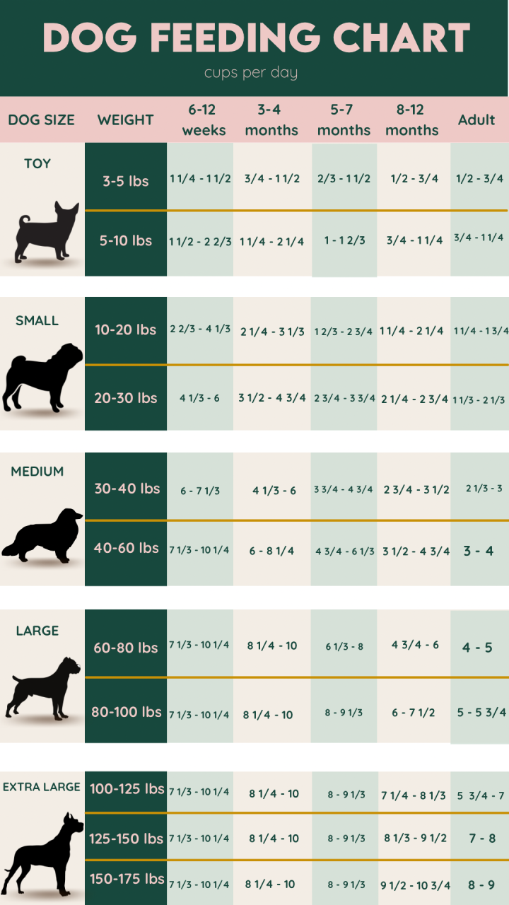 How Much Should A 40 Lb Dog Eat Per Day: Feeding Guidelines