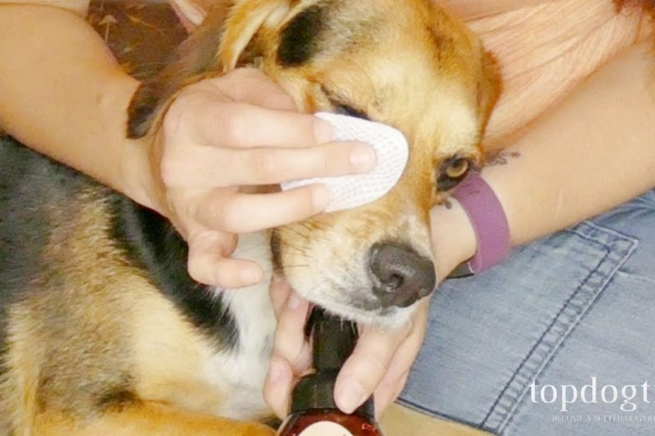 What Can I Use To Safely Clean My Dogs Eyes?