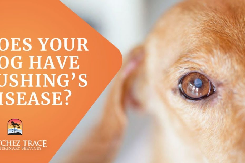 Free Guide! Help For Dog'S With Cushing'S Disease - Make Your Dog Feel  Better - Youtube