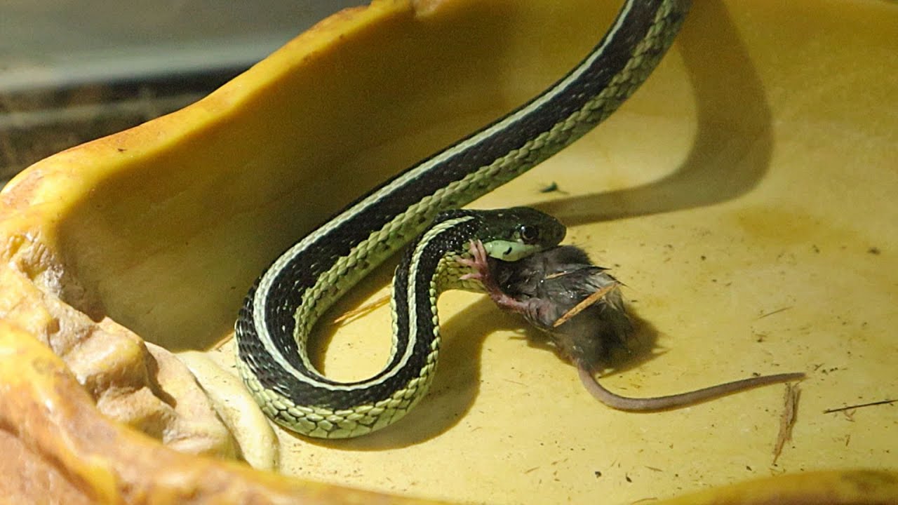 What Do Garter Snakes Eat? Exploring Their Diet And Preferences