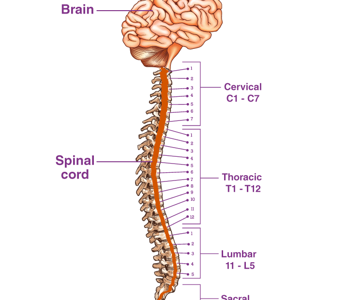 How Are Spinal Cord Segments Named A Comprehensive Guide